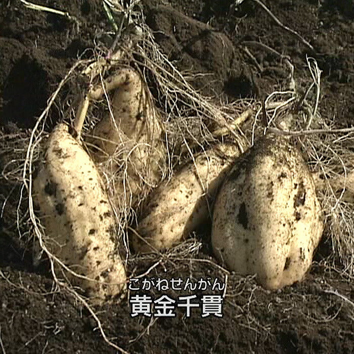 芋焼酎 源之蔵 黒麹仕込み パック 1.8L 25度 岩川醸造 1800ml お酒
