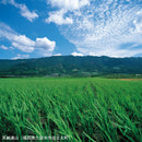 ごま焼酎 紅乙女 KURO 720ml 25度 紅乙女酒造 焼酎