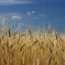 麦焼酎 九州浪漫 パック 1.8L 1800ml 12本 2ケース 25度 紅乙女酒造 焼酎