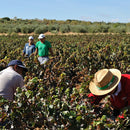 アサヒグラント　ワイン カニャーダ ティント(赤) BIB　バックインボックス 3L 4本 1ケース ギフト 父親 誕生日 プレゼント