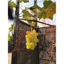 ワイン 深川ワイナリー東京 ソーヴィニヨンブラン 750ml 3本ワイナリー直送 他商品と同梱不可