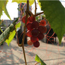 ワイン 渋谷ワイナリー東京 ＮＺ産ソーヴィニヨンブラン 750ml 3本ワイナリー直送 他商品と同梱不可